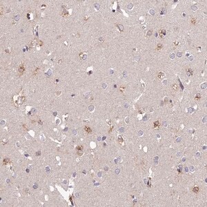 Merck Anti-ARL8A antibody produced in rabbit