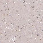 Merck Anti-ARL8A antibody produced in rabbit