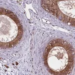 Merck Anti-ZSWIM1 antibody produced in rabbit
