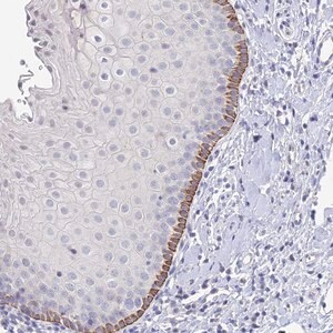 Merck Anti-EEF2KMT antibody produced in rabbit