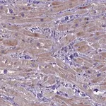 Merck Anti-FRY antibody produced in rabbit