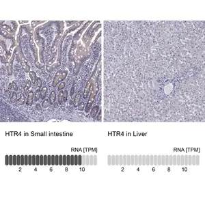Merck Anti-HTR4 antibody produced in rabbit