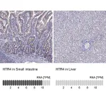 Merck Anti-HTR4 antibody produced in rabbit
