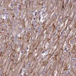 Merck Anti-RRAD antibody produced in rabbit