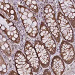 Merck Anti-PAF1 antibody produced in rabbit