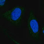 Merck Anti-WDR7 antibody produced in rabbit