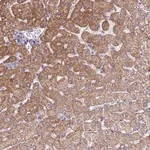 Merck Anti-SLC25A15 antibody produced in rabbit
