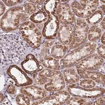 Merck Anti-CTD-3088G3.8 antibody produced in rabbit