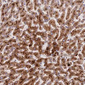 Merck Anti-ADAMTS13 antibody produced in rabbit
