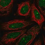 Merck Anti-MEIOB antibody produced in rabbit