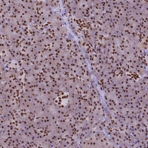 Merck Anti-IRF2BP1 antibody produced in rabbit