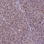 Merck Anti-IRF2BP1 antibody produced in rabbit