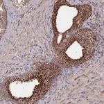 Merck Anti-FAM210B antibody produced in rabbit