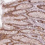 Merck Anti-CYB5RL antibody produced in rabbit