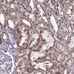 Merck Anti-HIGD2A antibody produced in rabbit