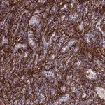 Merck Anti-EFCC1 antibody produced in rabbit