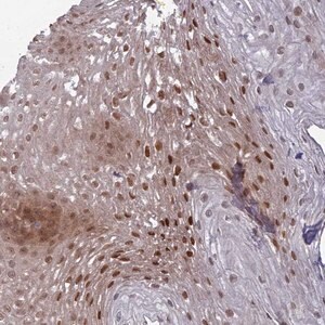 Merck Anti-DTX2 antibody produced in rabbit