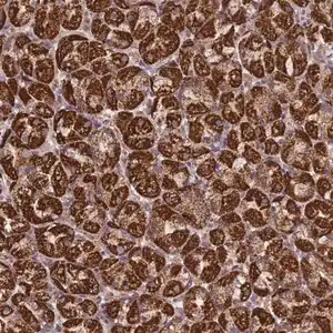 Merck Anti-PRR25 antibody produced in rabbit