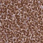 Merck Anti-PRR25 antibody produced in rabbit