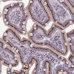 Merck Anti-FAM3C antibody produced in rabbit