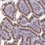 Merck Anti-FAM3C antibody produced in rabbit