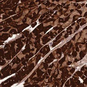 Merck Anti-PPP1R11 antibody produced in rabbit