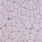 Merck Anti-NEURL2 antibody produced in rabbit