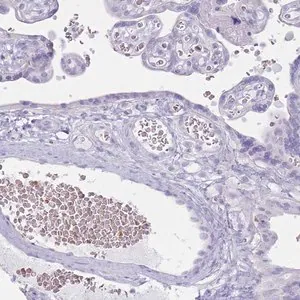 Merck Anti-HBB antibody produced in rabbit