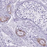 Merck Anti-LCMT1 antibody produced in rabbit