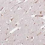 Merck Anti-KRI1 antibody produced in rabbit