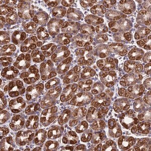 Merck Anti-MRPL1 antibody produced in rabbit