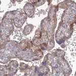 Merck Anti-MVB12B antibody produced in rabbit