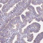 Merck Anti-MRPL3 antibody produced in rabbit