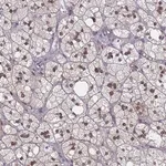 Merck Anti-MRPL17 antibody produced in rabbit