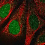 Merck Anti-FAM64A antibody produced in rabbit