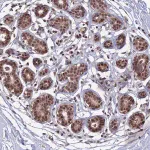 Merck Anti-TCEA2 antibody produced in rabbit