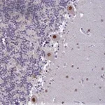 Merck Anti-C2ORF49 antibody produced in rabbit