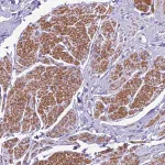 Merck Anti-GFRA1 antibody produced in rabbit