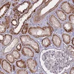 Merck Anti-COX11 antibody produced in rabbit