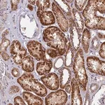 Merck Anti-SOGA1 antibody produced in rabbit