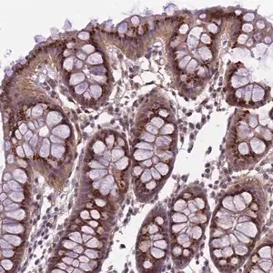 Merck Anti-EMILIN3 antibody produced in rabbit