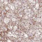 Merck Anti-MOB4 antibody produced in rabbit