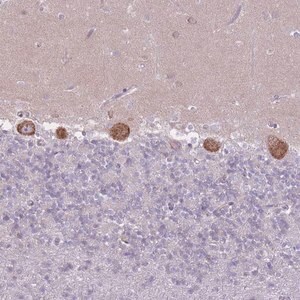 Merck Anti-ZNF501 antibody produced in rabbit