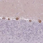 Merck Anti-ZNF501 antibody produced in rabbit