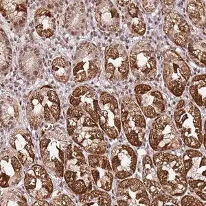 Merck Anti-TP53AIP1 antibody produced in rabbit