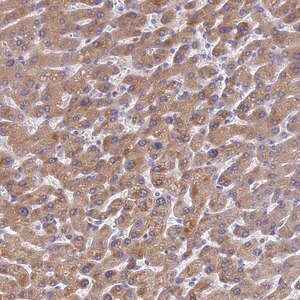 Merck Anti-LBX2 antibody produced in rabbit