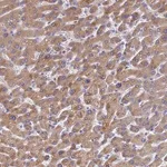 Merck Anti-LBX2 antibody produced in rabbit