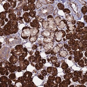 Merck Anti-NOSTRIN antibody produced in rabbit