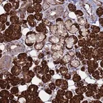 Merck Anti-NOSTRIN antibody produced in rabbit