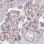 Merck Anti-ZNF652 antibody produced in rabbit